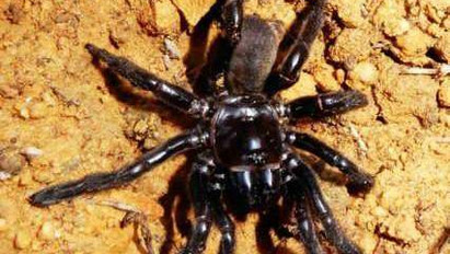 Rekordot döntött: 43 esztendősen múlt ki a legidősebb pók