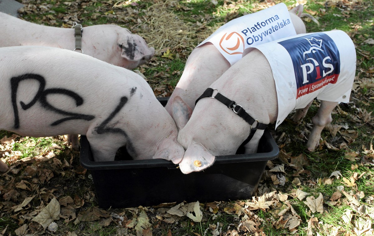 Świnie przed Sejmem