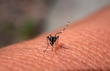 ázsiai tigrisszúnyog csípés viszketés fertőzés jele  Zika-vírus sárgaláz Dengue tünete