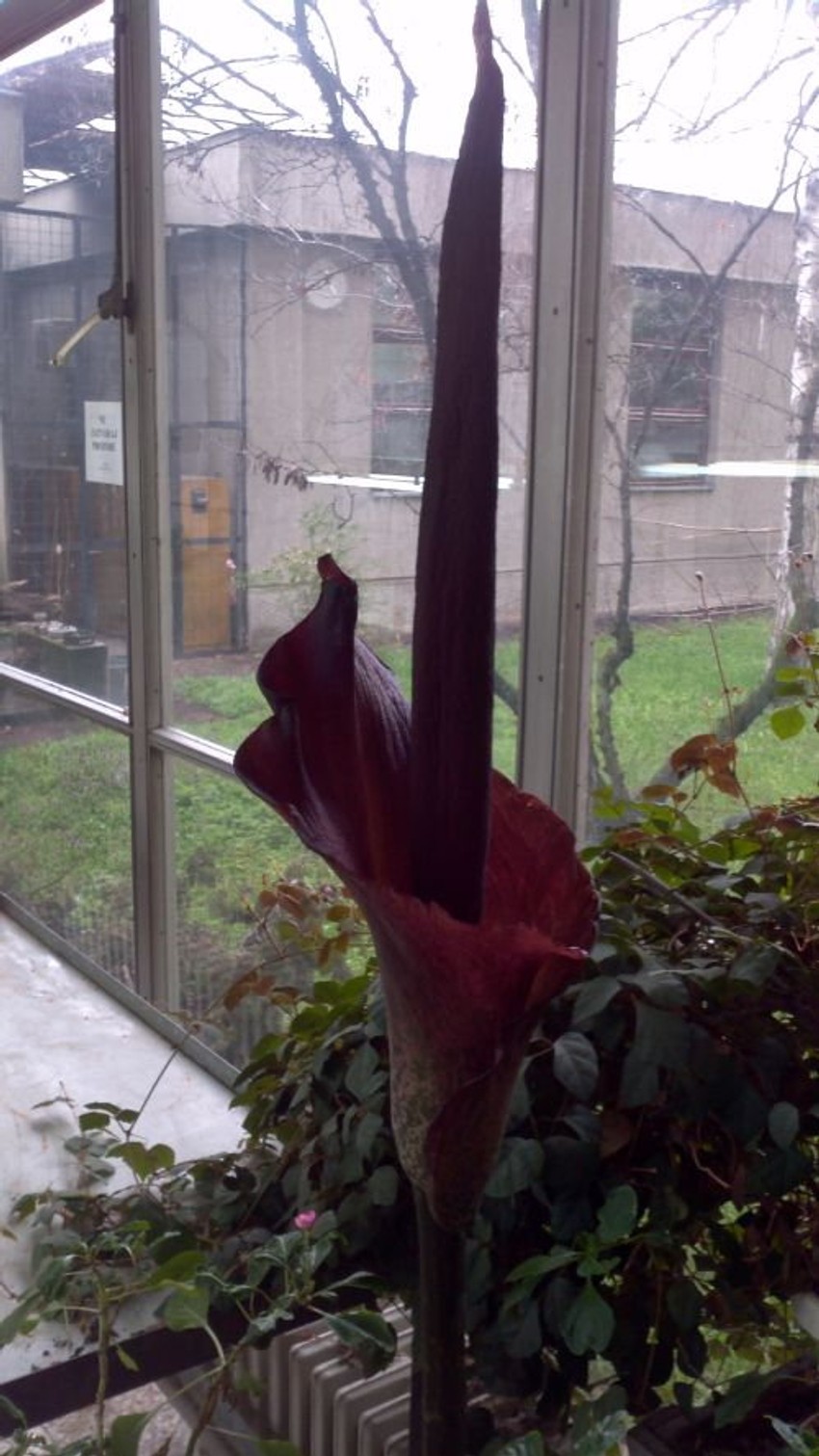 Prelepi smrdljivi cvet