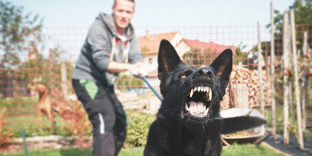 Obrona przed agresywnym psem w świetle polskiego prawa