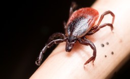 Ta grupa krwi najbardziej przyciąga kleszcze. Wyniki badań czeskich naukowców