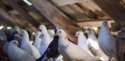 Po przemyceniu tytoniu, alkoholu i papierosów, oddał je pod opiekę gołębiom. Kontrabanda ukryta w gołębniku