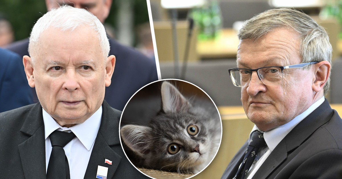 PiS podzielony w sprawie zakazu hodowli zwierząt na futra. Cymański tłumaczy powody