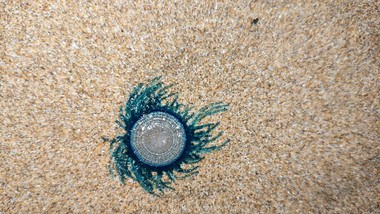 atak niebieskich meduz w tajlandii. władze zamykają rajskie plaże