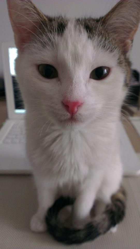 Zdjęcie swojego kotka udostępniła Mima M.