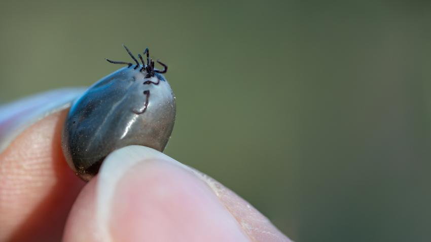 Hyalomma kullancs, fertőzés, Krími-Kongói vérzéses láz