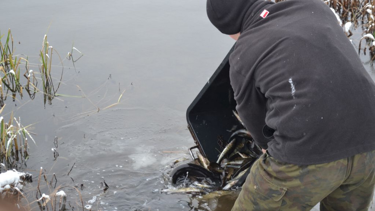 Władze miasta wpuszczają sandacze i szczupaki do Zalewu Arkadia w Suwałkach. Mają one doprowadzić do oczyszczenia wody w największym kąpielisku miasta.