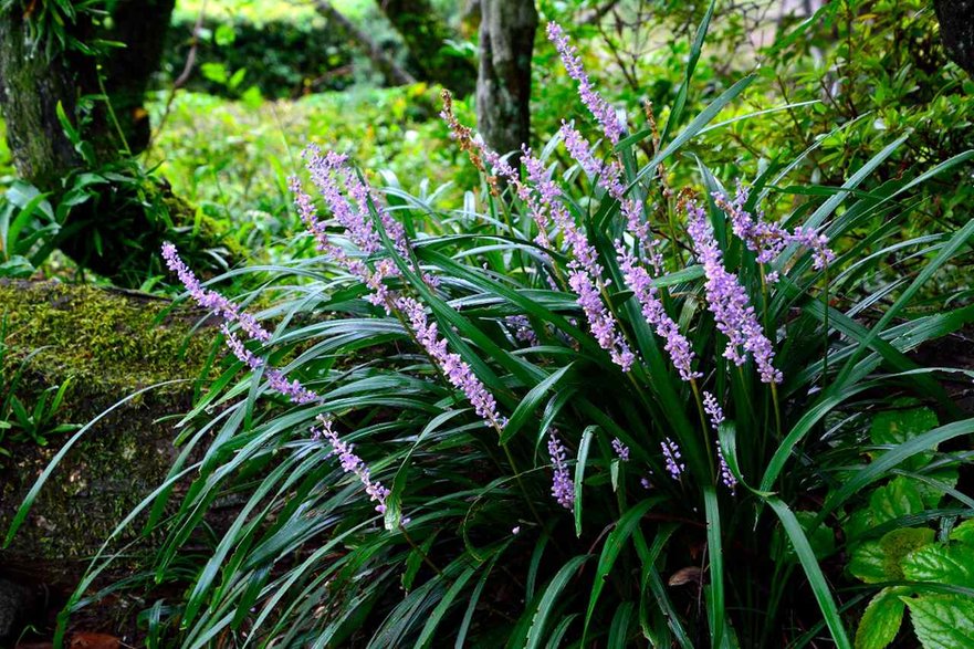 Liriope szafirkowata 