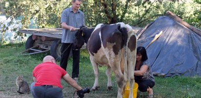 Nowy rekord w ręcznym dojeniu krów