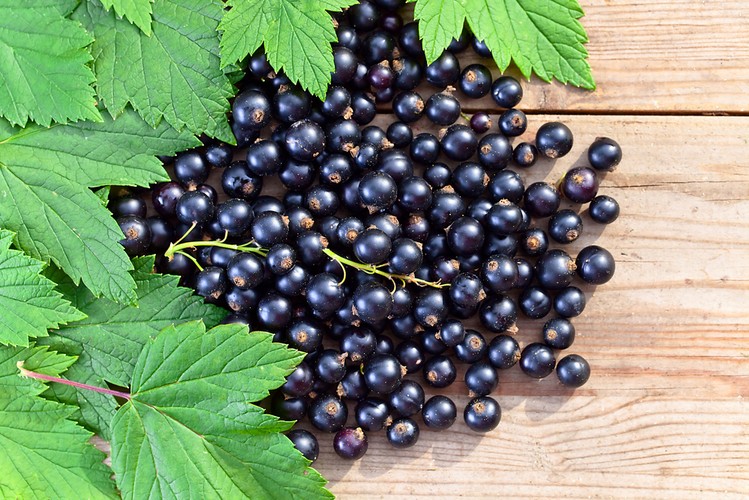 Dlaczego warto jeść porzeczki?