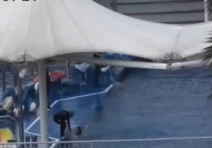 572142_delfini-majorka-foto-youtube-faadatv