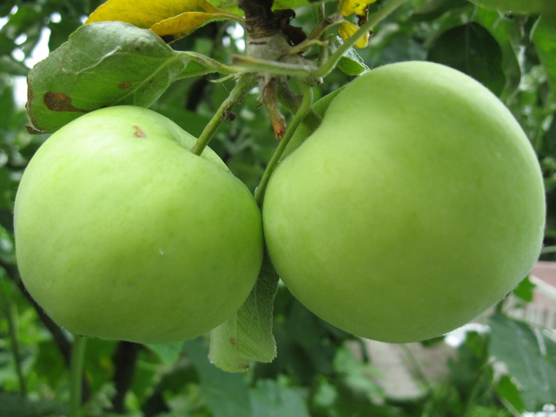 Papierówka papierówki jabłka jabłoń A,Pair,Of,Healthy,Apples,Of,The,White,Transparent,Variety,