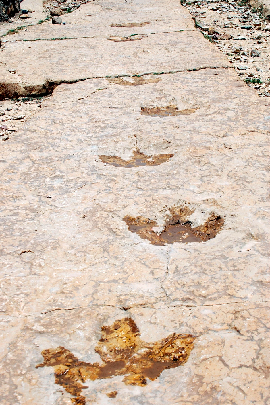 Tragovi sauropoda i ornitopoda