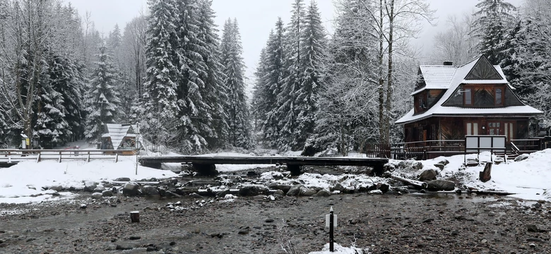 Śnieg opóźnia sezon krokusów w Tatrach