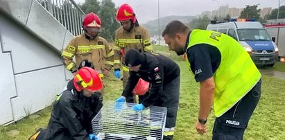 Chodził lisek w koło drogi i... wpadł w tarapaty. 