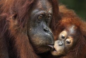 Sumatran orangutan (Pongo abelii) female baby 'Sandri' aged 1-2 years taking food from her mother 'S