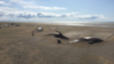 Morze wyrzuciło na islandzką plażę dziesiątki grindwali. Nie wiadomo, co je zabiło