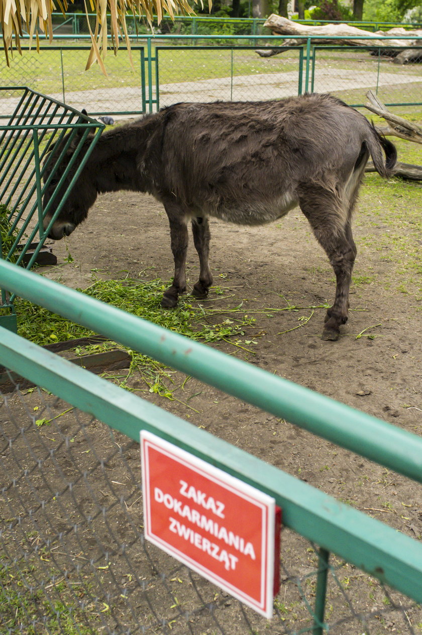 Nie dokarmiajcie zwierząt w zoo - apelują pracownicy ogrodu