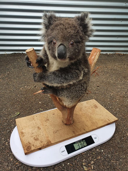 W 2020 r. Nela odwiedziła australijską Wyspę Kangura, gdzie ratowała z buszu po pożarze koale