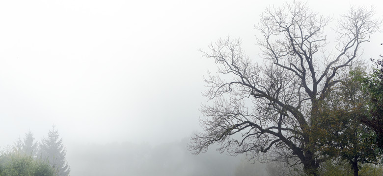 IMGW ostrzega przed oblodzeniem i gęstą mgłą. Alerty dla 10 województw [PROGNOZA POGODY]