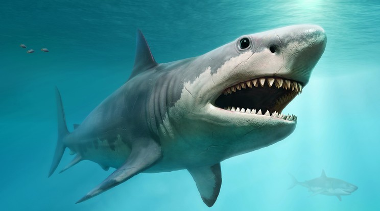 Gigantikus méretű megalodon, azaz őscápa fogát találták meg Dél-Karolinában / Fotó: Shuttesrtock