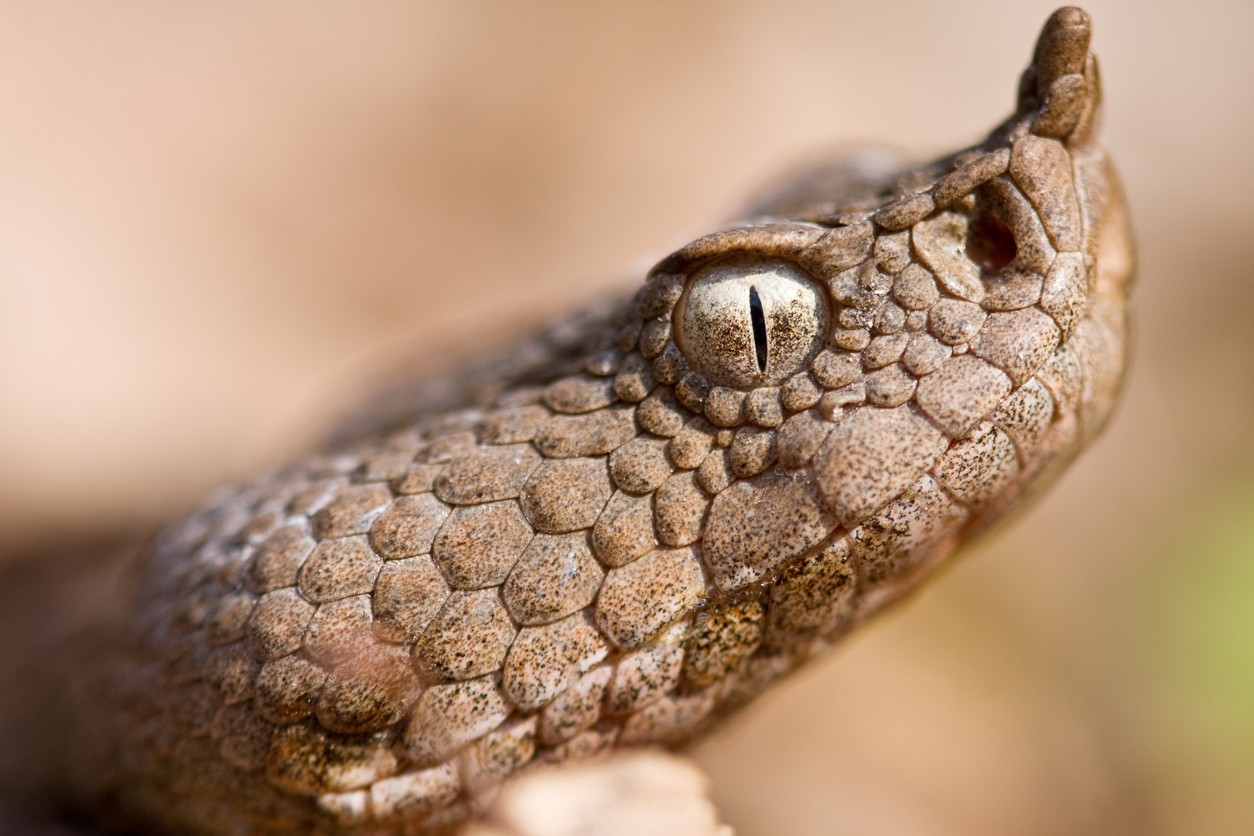 Predpokladá sa, že na chlapca útočila vretenica rožkatá. (ilustračné foto)