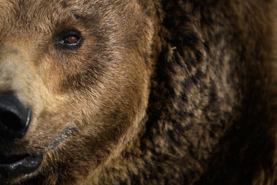 Csak nem Mihály, a bükki medve? Szörnyű sorozatos támadásról számoltak be megrázó fotókkal fotó: Getty Images