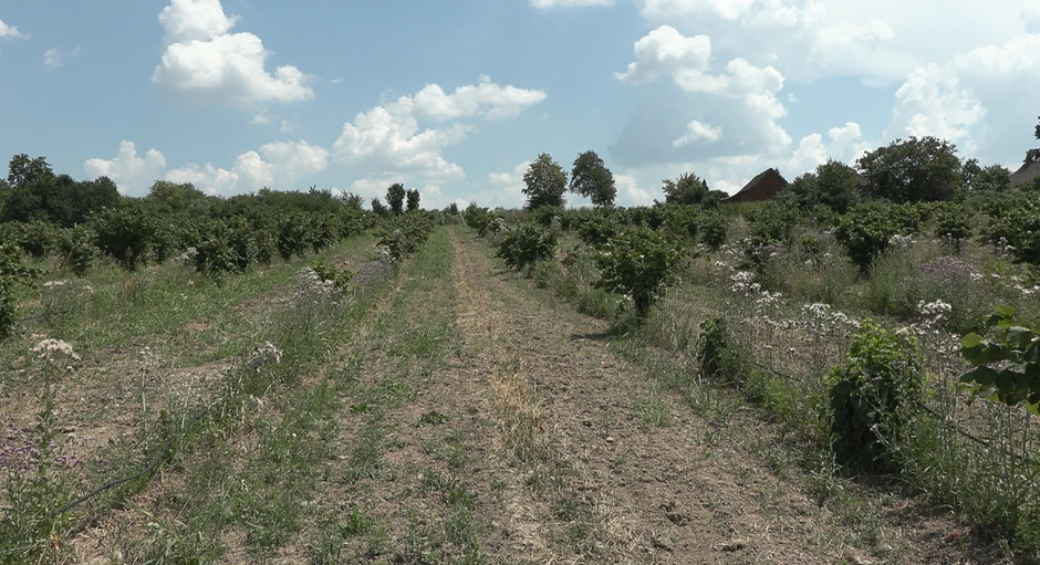 Milan Mačvan
