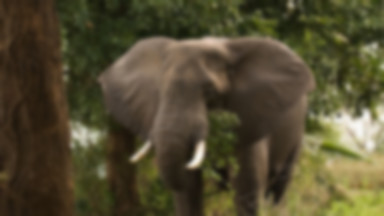 Słonie w opresji