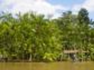 Jedz acai i zdrowiej