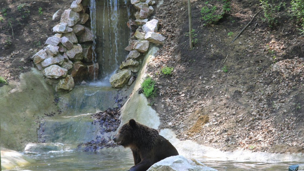 Miasto Poznań podpisało aneks do umowy z Fundacją Vier Pfoten na realizację drugiego etapu azylu dla niedźwiedzi brunatnych na terenie Nowego ZOO. W przyszłym roku do stolicy Wielkopolski trafią cztery samice z Braniewa. Na ten cel miasto otrzymało dofinansowanie w kwocie 150 tys. euro.