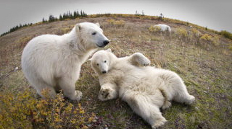 Éhhalál fenyegeti a jegesmedvéket
