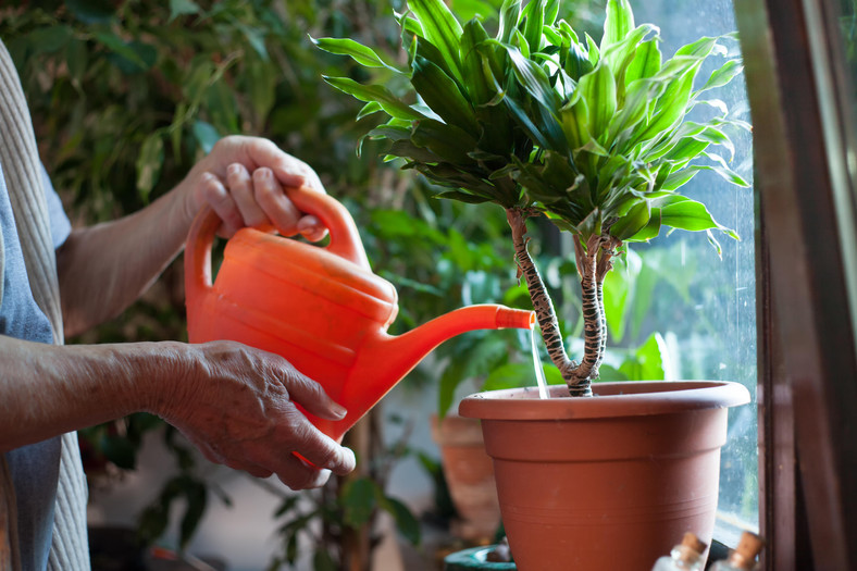 Jak podlewać rośliny w domu? Najważniejsze zasady