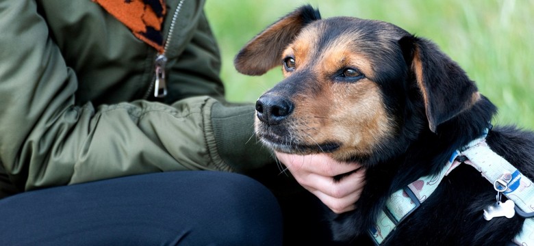 Zwierzęta zmieniają nasze życie na lepsze – Mars Polska wspiera programy adopcyjne, edukacyjne i terapeutyczne