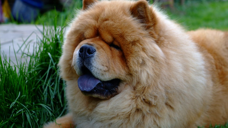 Psy chow chow mają charakterystyczny niebieski język - Yevheniy Kotsaryev/stock.adobe.com