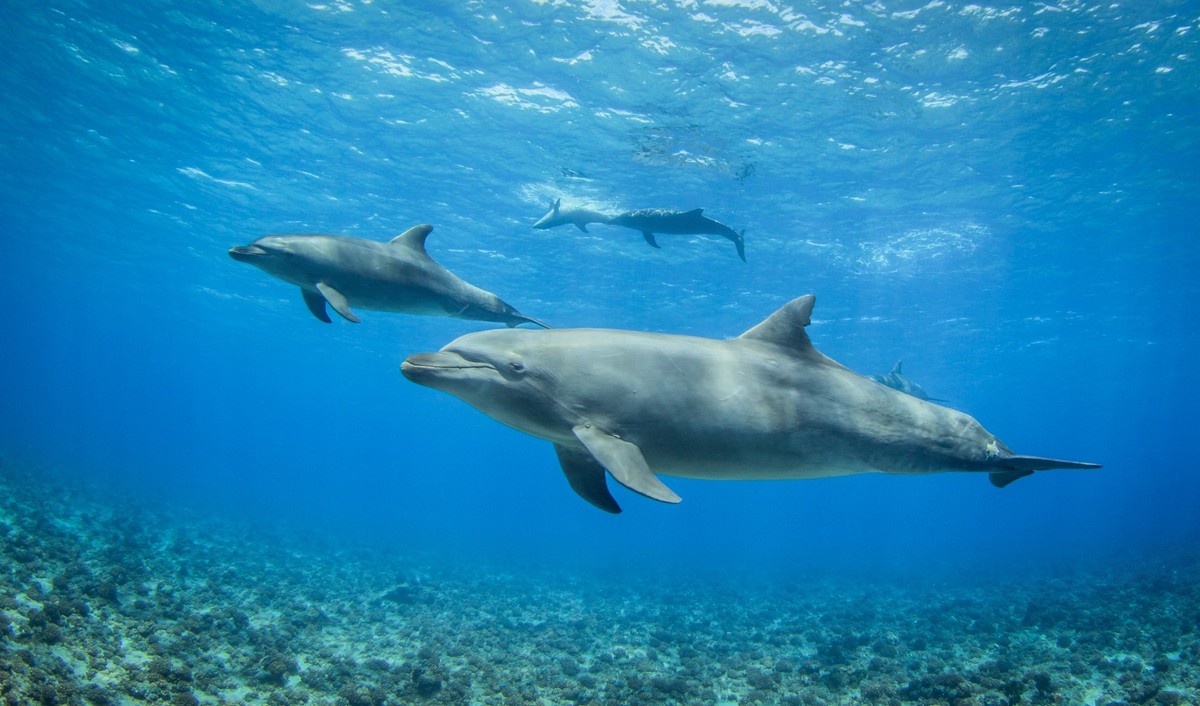 Delfiny, AI i rozmowa pod wodą. Google tworzy model językowy dla zwierząt