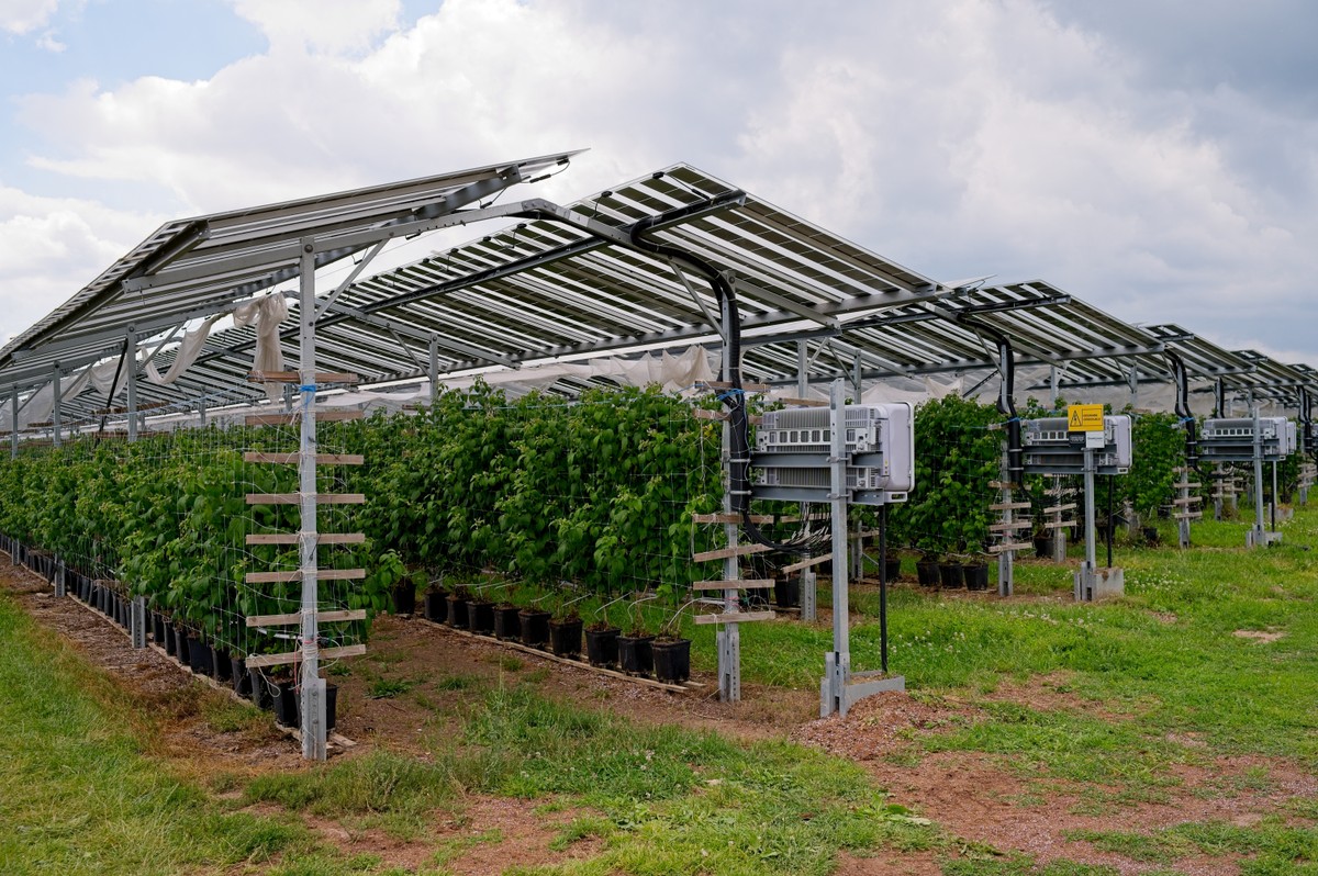 Rolnicy też mogą produkować energię. Jak ułatwić rozwój agrowoltaiki?