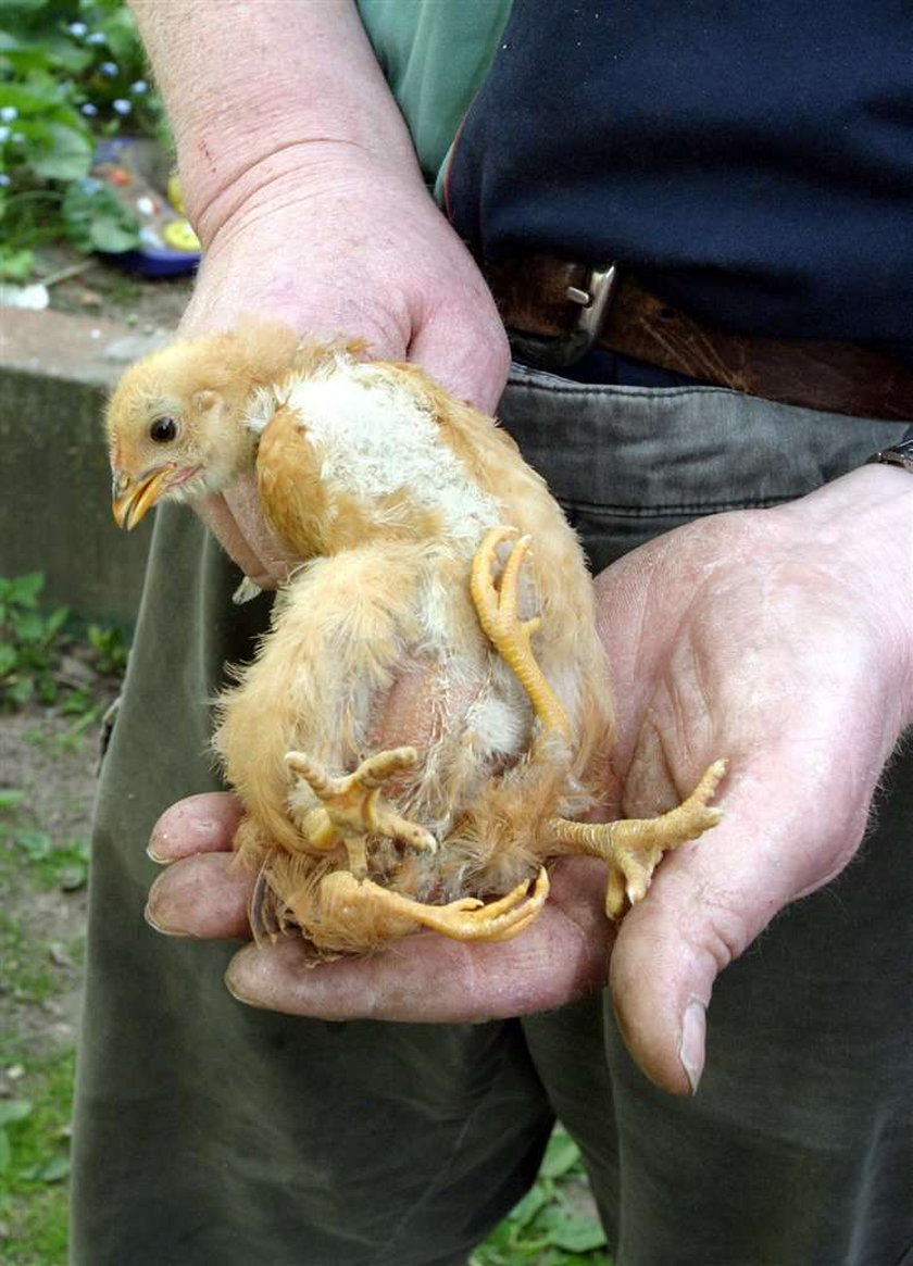 Najdziwniejszy kurczak w Polsce