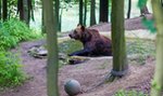 Rozbudują niedźwiedziarnię. Nowe misie przyjadą do ZOO!