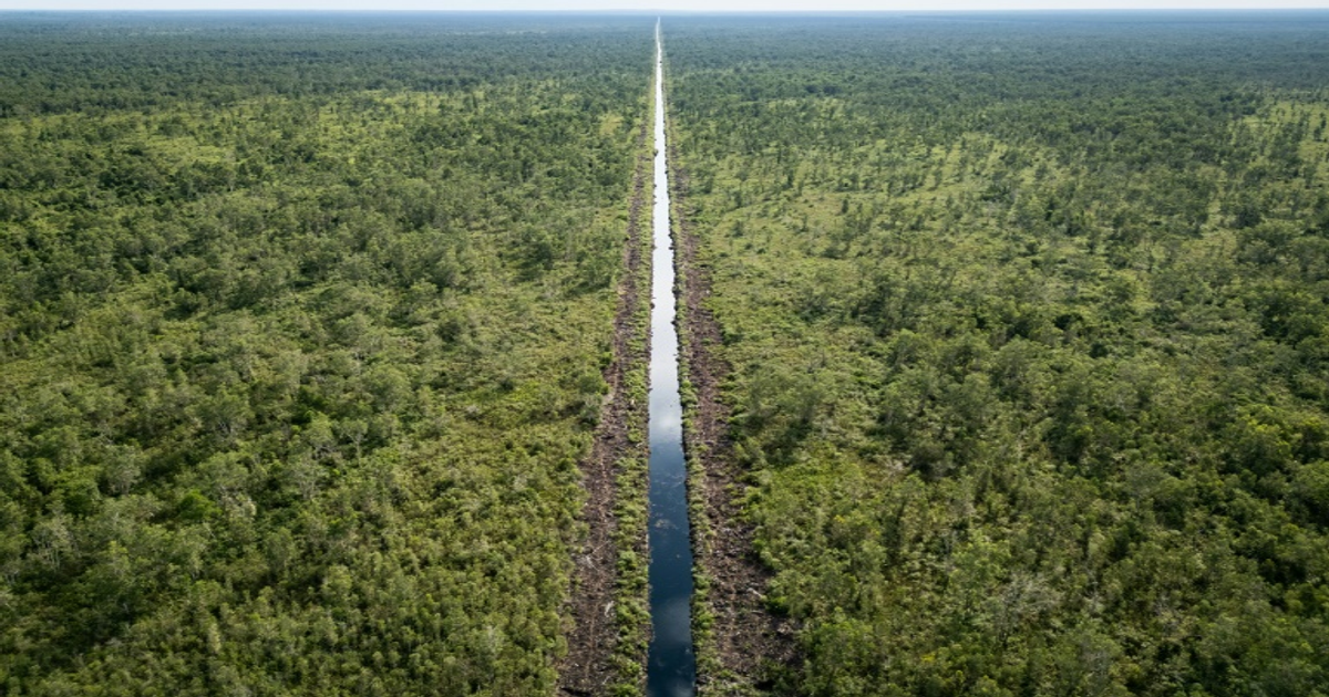 Indonésie : combat pour sauver les tourbières