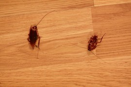 BUBAŠVABE BEŽE glavom bez obzira: Trikovi koji zaista rade i jednom zauvek izbacuju iz kuće ove GROZNE BUBE