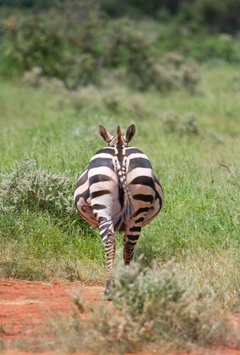 Park narodowy Hell's Gate, koło miasta Naivasha. Zebra pospolita nie słucha wcale manipulacji partyjnych liderów