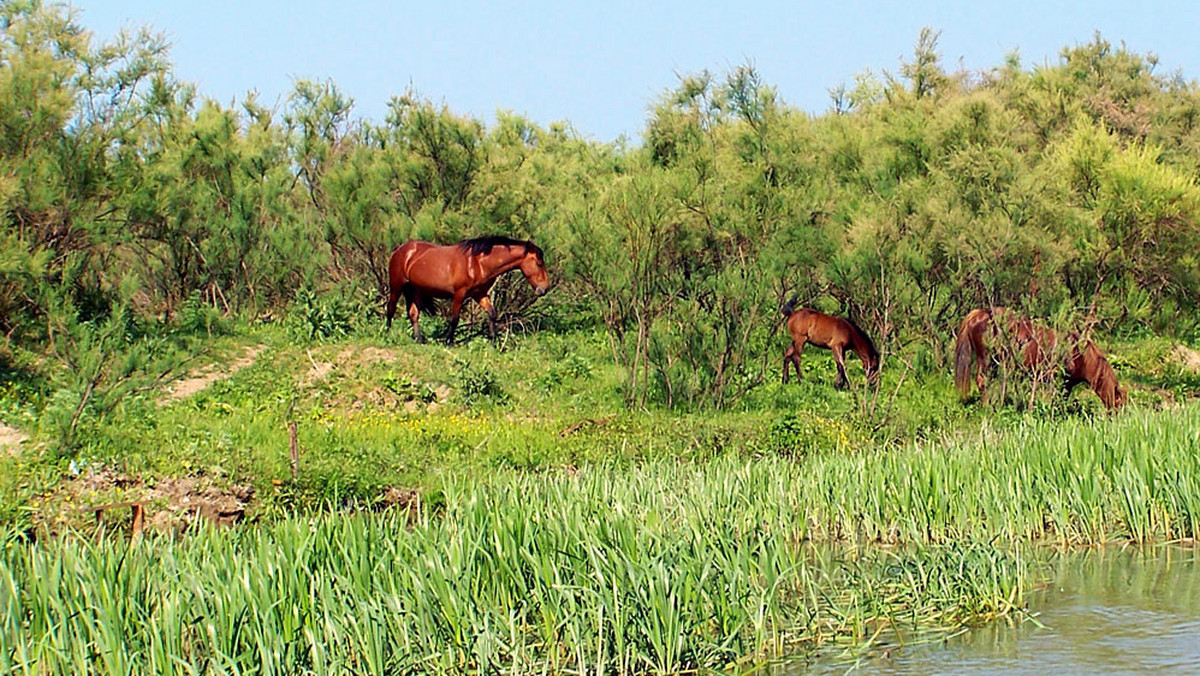 U kresu 2830-kilometrowej wędrówki przez Europę potężny Dunaj jakby tracił nadzieję, że kiedykolwiek dotrze do Morza Czarnego. Skręca na północ, oddalając się od wybrzeża, przecina wyludnione stepy, a potem rozdziela się na mnóstwo kanałów, wijących się wśród bagien, mokradeł i jezior.