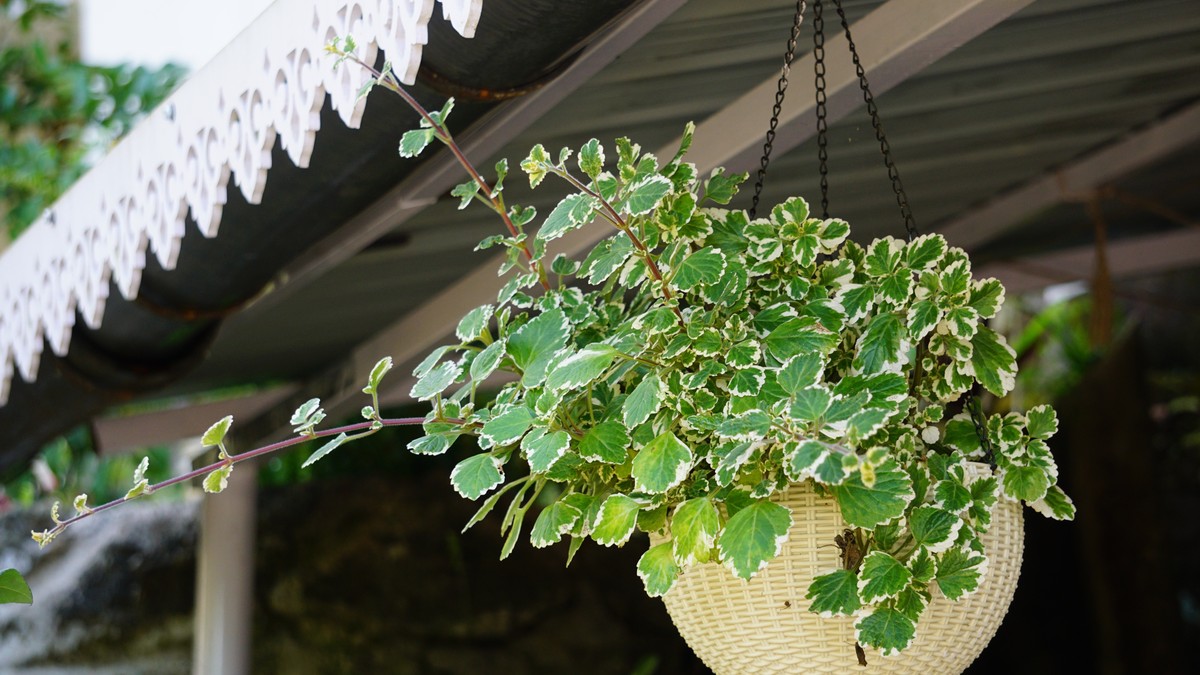 Tamjanika je lepa i jako korisna biljka koja će vam ulepšati leto u bašti i na terasi