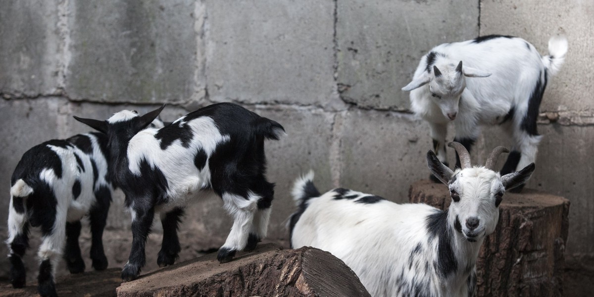 W zoo urodziły się kózki