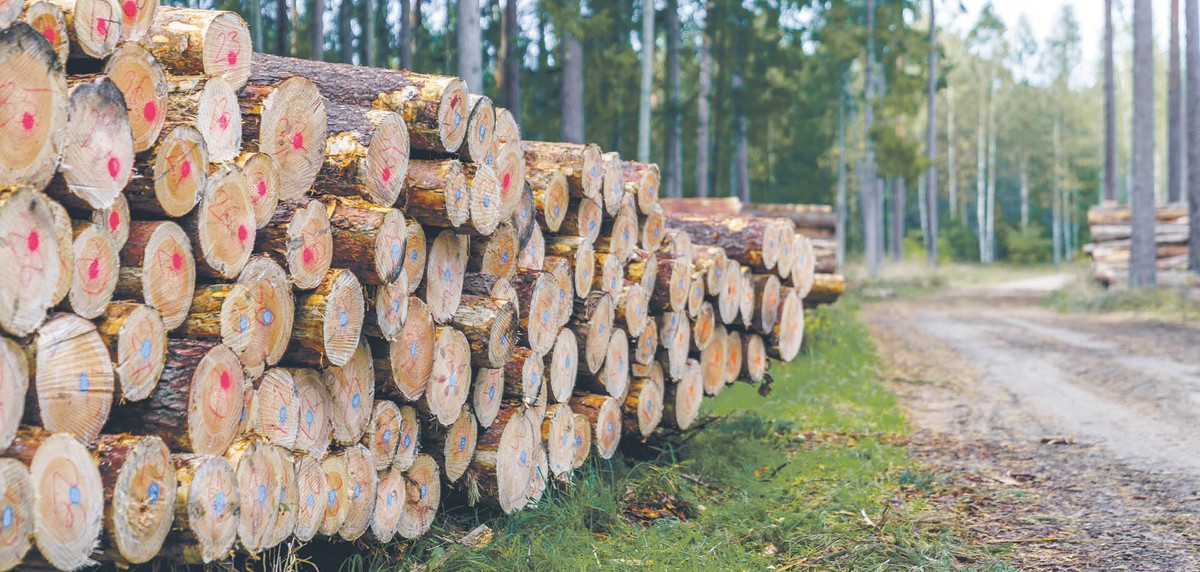 Lasy Państwowe bronią projektu lasów węglowych. Co zrobi Mikołaj Dorożała?