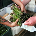 Brakuje rąk do pracy przy zbieraniu szparagów. Rolnicy likwidują plantacje