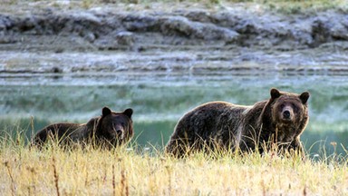 Niedźwiedzie grizli z Yellowstone nie są już pod ochroną