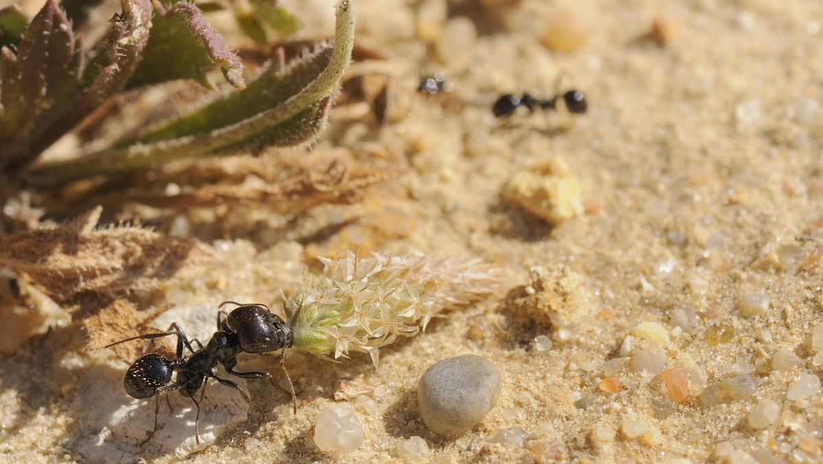 Major worker of European Harvester Ant (Messor sp.) dragging a small Plantain flowerhead towards its